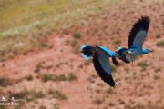 Birds of Alamut Valley