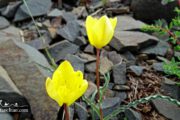 Yellow Flowers- Iran Off the Beaten Paths