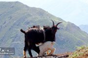 Ewe milking its lamb- Iran Nomad Trip