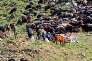 Nomad shepherds rearing flock- Iran nomad tour
