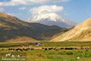 Herd grazing- Damavand Summit Landscape- Iran Tours
