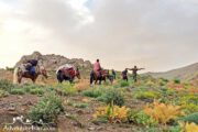 Mules Carrying Hiking Equipment- Iran Hiking Trip