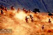 Rams Running- Alborz Mountains Photography- Iran Tours