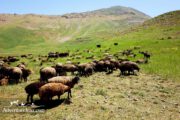 Herd Grazing- Iran Mountain Photography