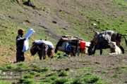 Shepherd grazing mules- Iran Off the Beaten Track
