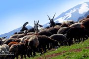 Animals grazing mountainous pastures- Iran photography tour