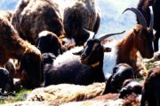 Central Alborz Mountains domestic sheep and goats