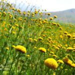Lar National Park Plants Iran Nature Photography