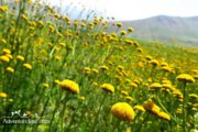 Lar National Park Plants Iran Nature Photography