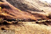 Iranian Kurdistan Mountainous Trails- Iran Hiking Excursion