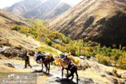 Mules taking hiking luggage uphill- Iran Hiking Adventure