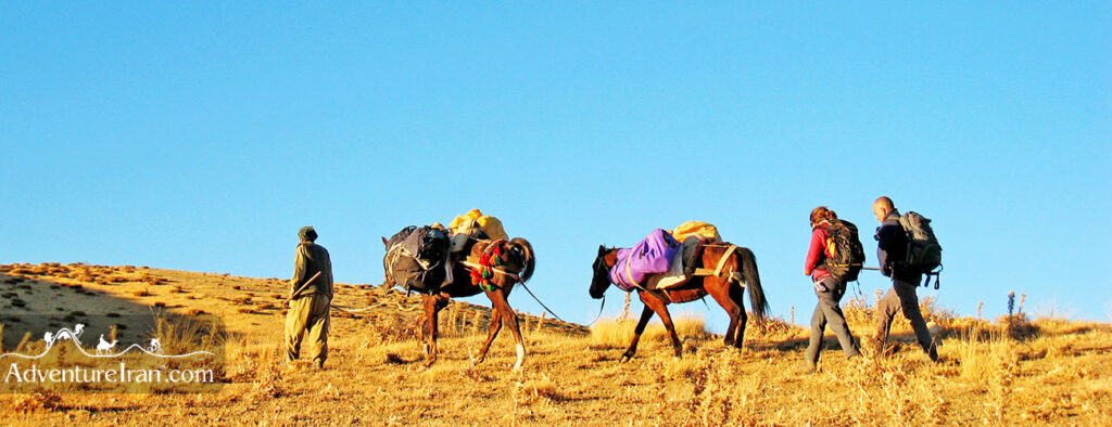 Mules carrying hiking luggage- Iran journey