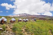 Mules Carry Loads Iran Adventure Tours