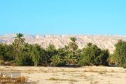 Palm Date Persian Gulf Iran