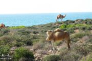 Camels Persian Gulf Iran
