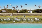 Birding Iran