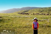 Little Shepherd Grazing Herd- Turkmen Plain- Travel Iran
