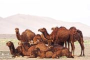 Camels in Dshte Kavir Desert