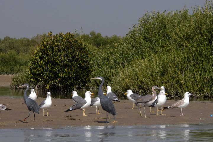 Iran Tours Birding from North to South in Iran