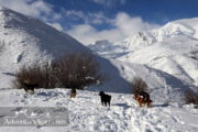 Iran Ski Region Shemshak wildlife