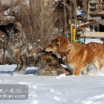 Dogs in Shemshak winter season