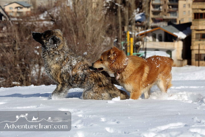 Dogs in Shemshak winter season