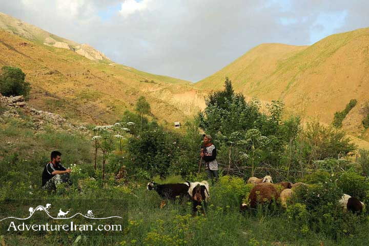 Iranian Local Farmers in Shemshak Village Iran