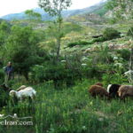 Sheep Grazing in Shemshak village Iran