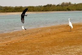Birdwatching Persian Gulf Islands