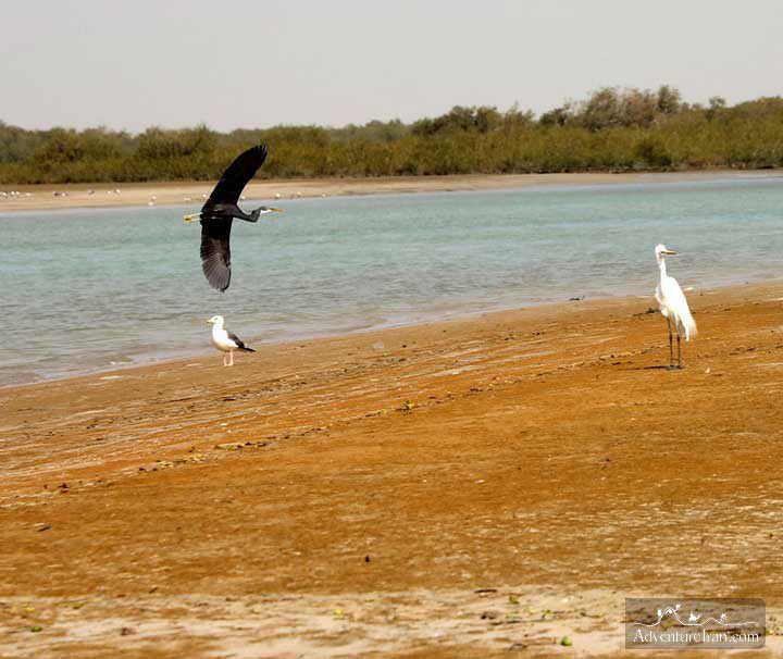 Birdwatching Persian Gulf Islands