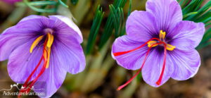 Saffron Flowers in Iran