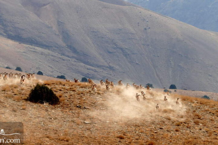 Iran Wildlife in Protected Region