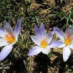 Iran Flowers in Lar national park
