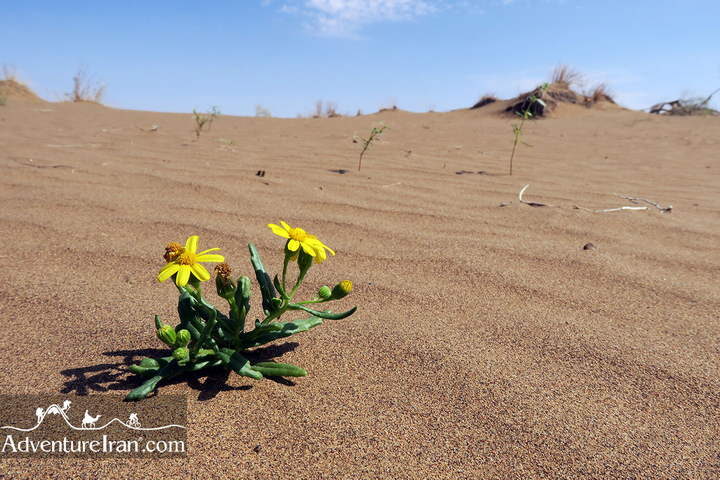Iran flowers in desert