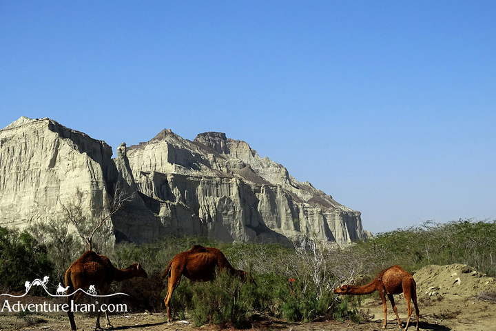 Camels in Martian Mountains Chabahar Sistan Baluchestan