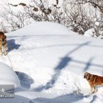 Dogs photo in Shemshak village in winter