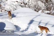 Dogs photo in Shemshak village in winter