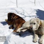 Photo of Dogs in Shemshak Ski area in Winter
