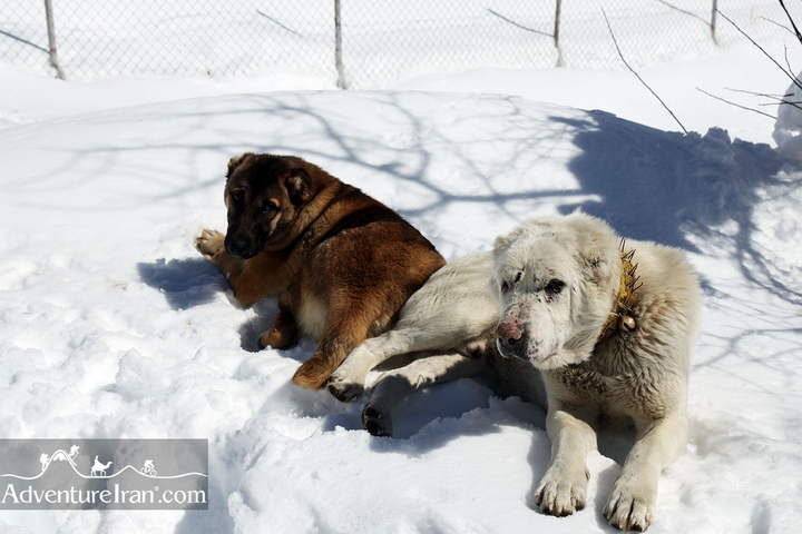 Photo of Dogs in Shemshak Ski area in Winter