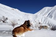 A dog in shemshak village - winter Season