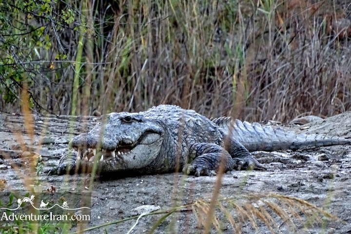 Crocodile in Bahoukalat protected region, Baluchistan