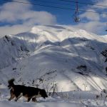 Shemshak Ski resort animal dog