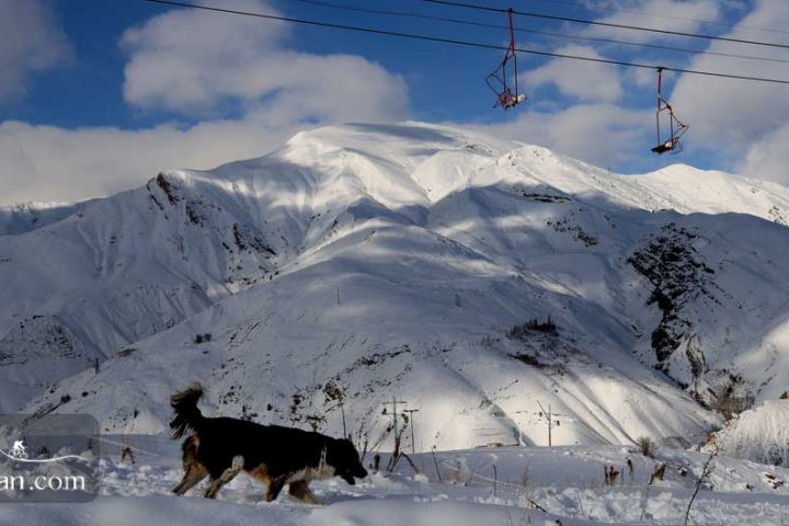 Shemshak Ski resort animal dog