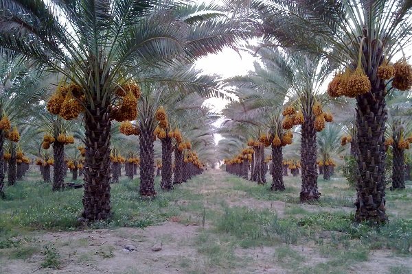 Date palm Iran Bam UNESCO site