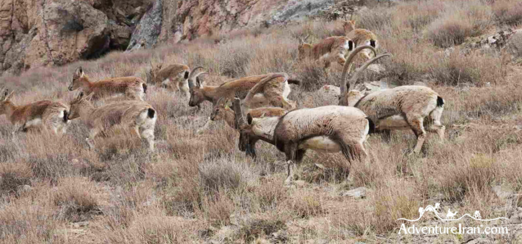 Tandoureh-National-Park-Iran-Wildlife-Photography