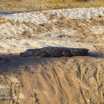 A Gando crocodile Baluchistan Iran
