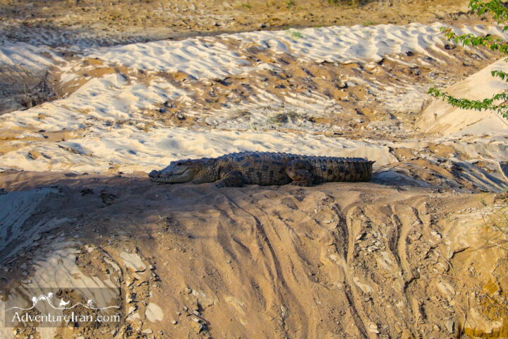A Gando crocodile Baluchistan Iran