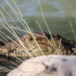 A Gando crocodile Sistan Baluchistan Iran