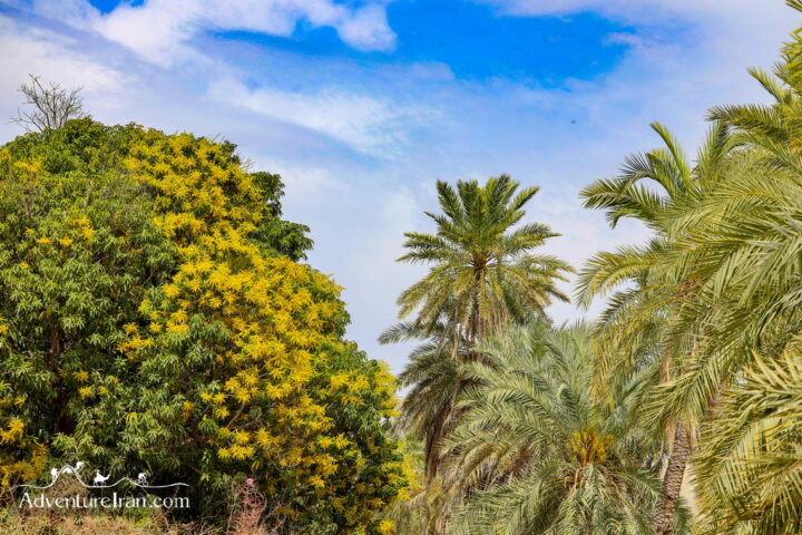 A Mango -Palm tree Qasreqand- Chabahar Baluchestan Iran