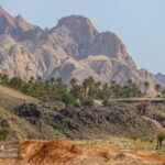 A Palm Grove - Iran Landscape Photography- Sistan Baluchistan Province